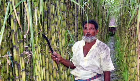 হরিনাকুন্ডুর জনপ্রিয় লাভজনক চাষ এখন ‘গেন্ডারি’