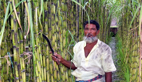 হরিনাকুন্ডুর জনপ্রিয় লাভজনক চাষ এখন ‘গেন্ডারি’