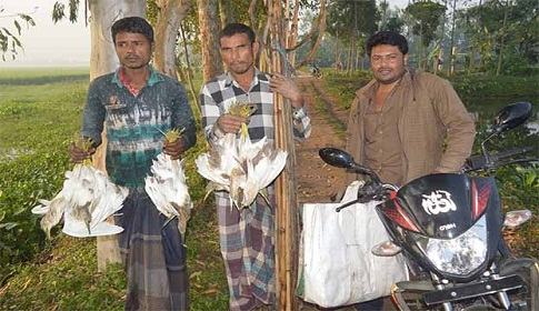 ঠাকুরগাঁওয়ে দৌরাত্ম বাড়ছে ফাঁদ পেতে পাখি শিকারীদের