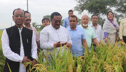 এবার নওগাঁয় আমন ধানের বাম্পার ফলন হবে : খাদ্যমন্ত্রী