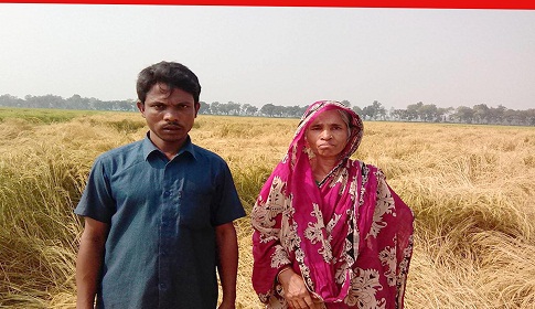 কীটনাশক স্প্রে করে বর্গা চাষির সাড়ে পাঁচ বিঘা জমির ধান নষ্ট