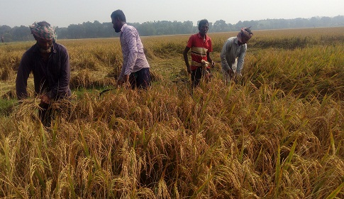 কৃষকের গোলায় উঠছে নতুন ধান, লক্ষ্যমাত্রার চেয়ে বেশি উৎপাদন 