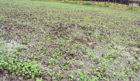 বুলবুলের পর অসময়ের বৃষ্টিতে হতাশ কৃষক