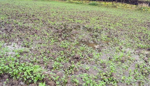 বুলবুলের পর অসময়ের বৃষ্টিতে হতাশ কৃষক