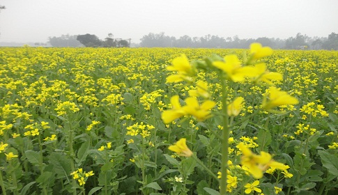 আলাউদ্দিন হোসেন’র ছড়া  