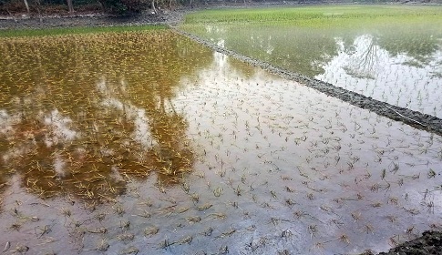 আগৈলঝাড়ায় কোল্ড ইনজুরিতে নষ্ট হচ্ছে বীজ তলা ও রোপিত চারা