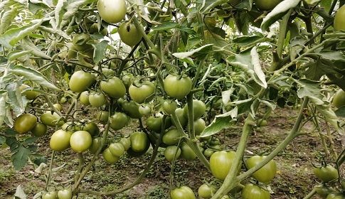 নাগরপুরে টমেটোর বাম্পার ফলন, মুনাফার লোভে মেডিসিন দিয়ে পাকাচ্ছে কৃষকরা