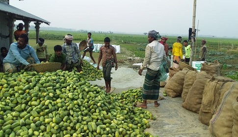 কেন্দুয়ায় খিড়ার ফলন ভালো, দাম পাচ্ছে না কৃষক 