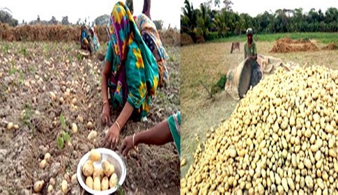 গলাচিপায় আলু চাষে লক্ষ্যমাত্র ছাড়িয়েছে