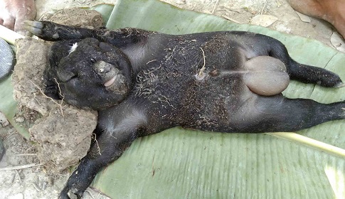 ছাগলের পেটে মানুষের বাচ্চা!