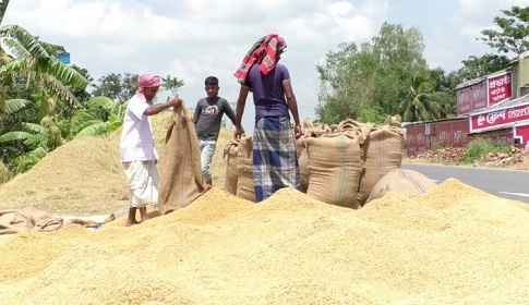 নওগাঁয় ধানের বাম্পার ফলন, দামও ভালো