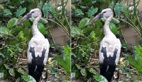 বড়াইগ্রামে শামুকখোল পাখী রান্না করে কে খেয়েছে চিহ্নিত করা যায়নি