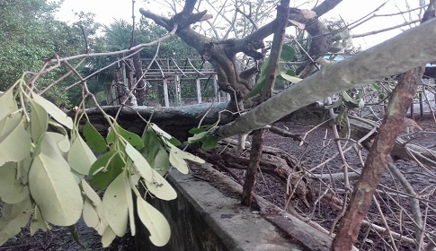 সুন্দরবনে আম্ফানে মারা যায়নি কোন বন্যপ্রাণী, গাছ ভেঙে-উপড়ে পড়েছে ১২৩৫৮টি