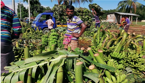 মধুপুরে করোনায় কলা নিয়ে বিপাকে চাষিরা