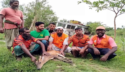 সুন্দরবন থেকে দলছুঁট হরিণটি বনেই ফিরিয়ে দিল গ্রামবাসী