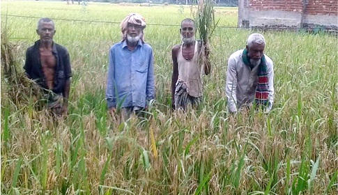 ধনবাড়ীতে ধান গবেষণা প্রকল্পের ধানে ব্লাস্টের থাবা!