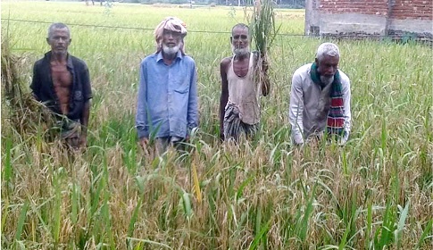 ধনবাড়ীতে ধান গবেষণা প্রকল্পের ধানে ব্লাস্টের থাবা!