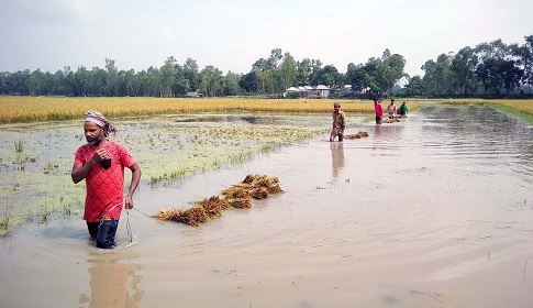 টাঙ্গাইলে বৃষ্টির পানিতে তলিয়ে গেছে কৃষকের স্বপ্ন 