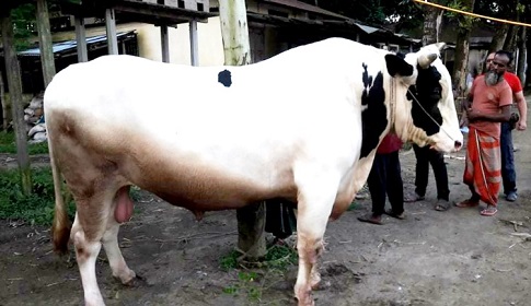 কোরবানির ঈদকে সামনে রেখে বাজারে আসছে ধলা পাহাড়