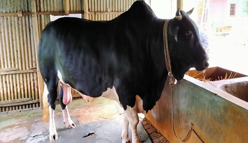 হাট কাঁপাতে আসছে খোকা বাবু