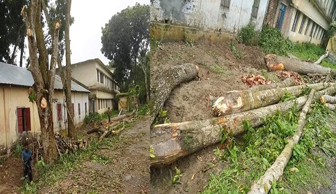চাটমোহরে সড়কের গাছ বিক্রির অভিযোগে ইউপি চেয়ারম্যান ও অধ্যক্ষের বিরুদ্ধে মামলা