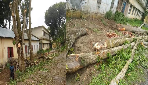 চাটমোহরে সড়কের গাছ বিক্রির অভিযোগে ইউপি চেয়ারম্যান ও অধ্যক্ষের বিরুদ্ধে মামলা