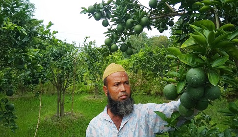 ঈশ্বরগঞ্জে দিন দিন জনপ্রিয় হচ্ছে মাল্টা চাষ 