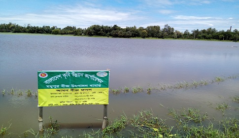 মধুপুরে টানা বর্ষণ ও বানের পানিতে বিএডিসি’র আউশ-আমন ধান প্লাবিত