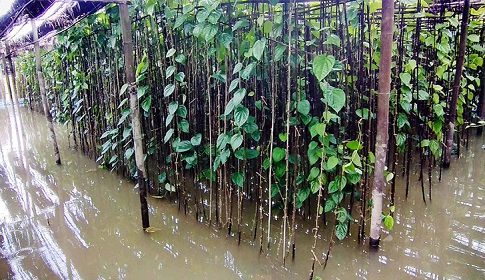 আগৈলঝাড়ায় পানি বৃদ্ধিতে ডুবছে পান বরজ, চাষিদের মাথায় হাত