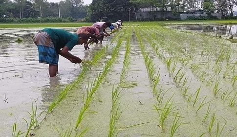 গাইবান্ধায় আমন চাষে ব্যস্ত সময় পার করছে কৃষক-কৃষানী