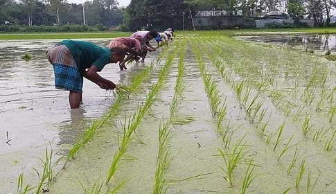 গাইবান্ধায় আমন চাষে ব্যস্ত সময় পার করছে কৃষক-কৃষানী