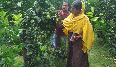 মাল্টা চাষ বদলে দিতে পারে নারী উদ্যোক্তা আফরোজার জীবন