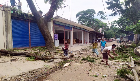 গৌরনদীতে অর্ধ লক্ষ টাকার সরকারি গাছ কেটে নিয়েছে প্রভাবশালী