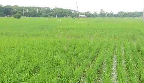 আমন ক্ষেতের পোকা দমনে পাচিং পদ্ধতিতেই স্বপ্ন দেখছে কৃষকরা