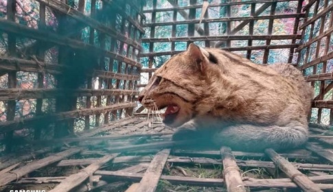 কৃষকের ফাঁদে ধরা পড়ল মেছো বাঘ
