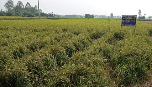 কারেন্ট পোকা দমনে কোমর বেঁধে নেমেছে কৃষি অফিস