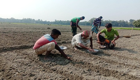 আত্রাইয়ে রবিশস্য চাষে কৃষক ব্যস্ত