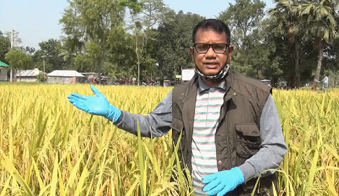 দিনাজপুরে আশার আলো জাগয়েছে ব্রি ধান ৮৭