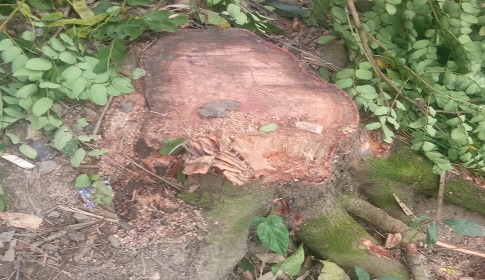 লোহাগড়ায় সরকারী গাছ কর্তন, ইউপি ভূমি সহকারী কর্মকর্তাকে মারপিট