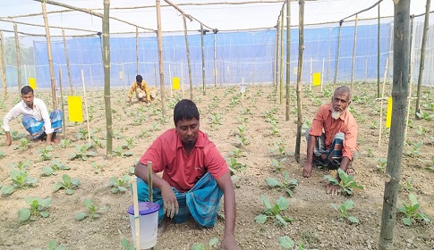 বিষমুক্ত নিরাপদ সবজি চাষ, ১০০ একর জমিতে চলছে মডেল প্রকল্প