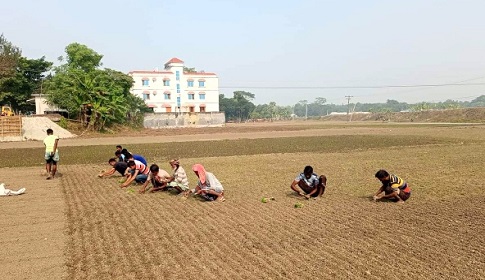 সালথায় চলতি মৌসুমে ১২ হাজার হেক্টর জমিতে পেঁয়াজের আবাদ