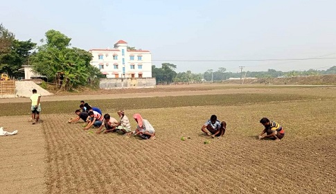 সালথায় চলতি মৌসুমে ১২ হাজার হেক্টর জমিতে পেঁয়াজের আবাদ 