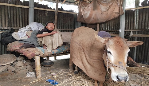 একই ঘরে গরুসহ বাস করছেন শান্তি বালা