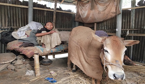 একই ঘরে গরুসহ বাস করছেন শান্তি বালা 