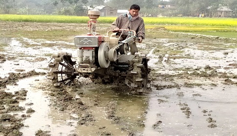 নওগাঁর মাঠে মাঠে বোরো ধান চাষের ধুম