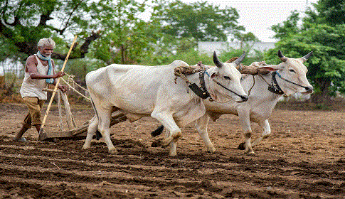 চোখে পড়েনা গ্রামীণ ঐতিহ্যবাহী হাল চাষ