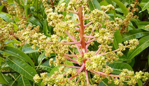 আমের মুকুলের মৌ মৌ গন্ধে মাতোয়ারা নওগাঁ