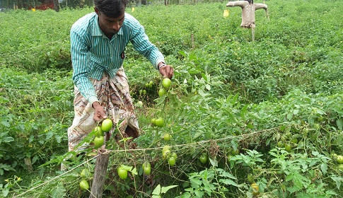 টমেটো চাষে সফল সুবর্ণচরের চাষিরা