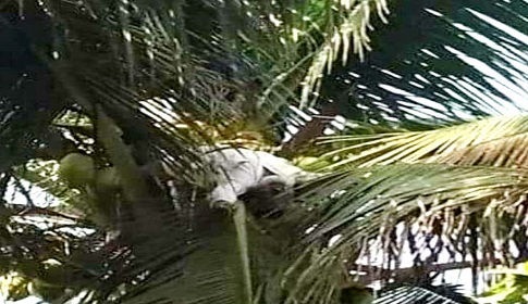 নারকেল গাছের মাথায় উঠে মারা গেলেন বৃদ্ধ