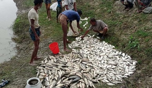 রাঙ্গাবালীতে মৎস্য ঘেরে বিষ প্রয়োগে মাছ নিধন 